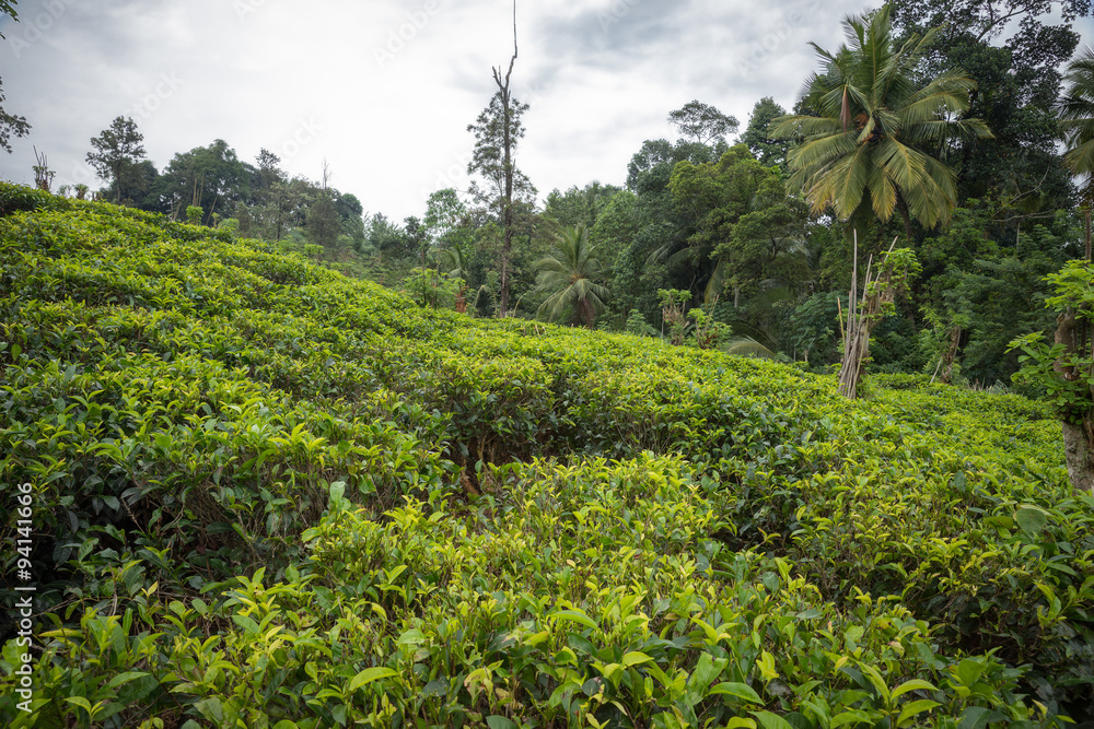 Tea Plantation. Tea Plantation.