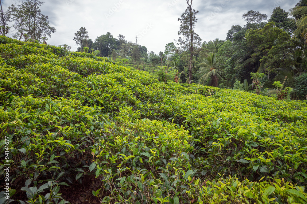 Tea Plantation.