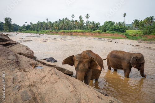 The Elephants bathing in the river.