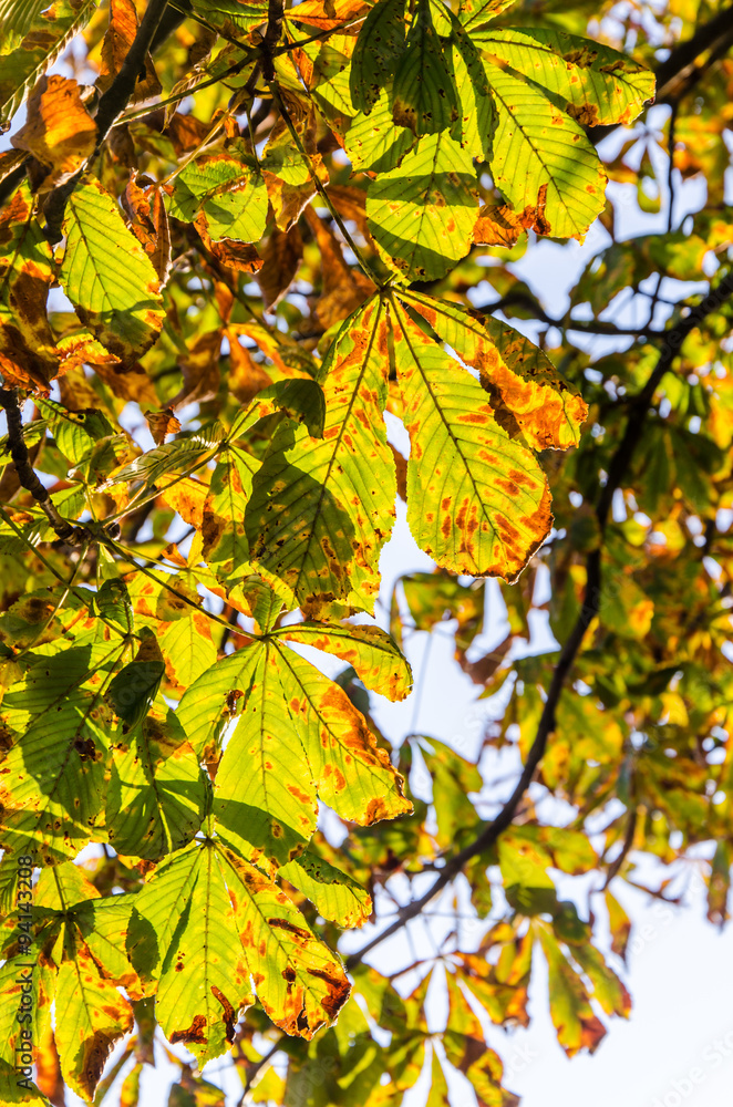 Herbstlaub im Sonnenlicht