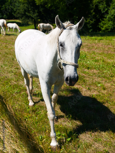 Portrait of Lipizzaner stallion © pyty