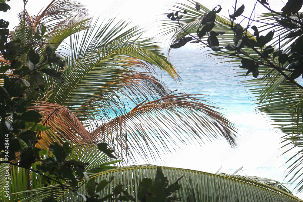Obraz premium Palm leaves on a background of blue sea, Seychelles