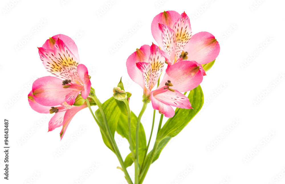 Alstroemeria flowers Alstroemeria flowers