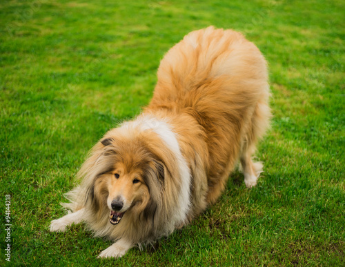 Fototapeta Naklejka Na Ścianę i Meble -  Verhalten beim Hund - Spielverhalten beim Collie