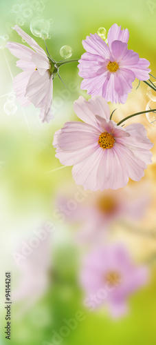 Beautiful flowers on abstract spring nature background