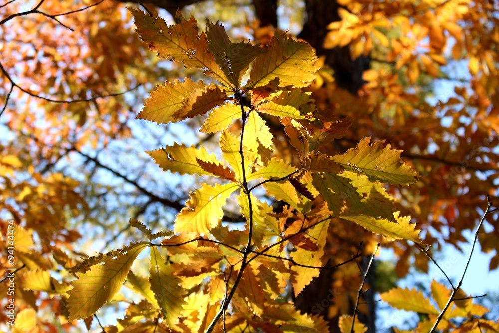 紅葉するコナラの葉 紅葉するコナラの葉