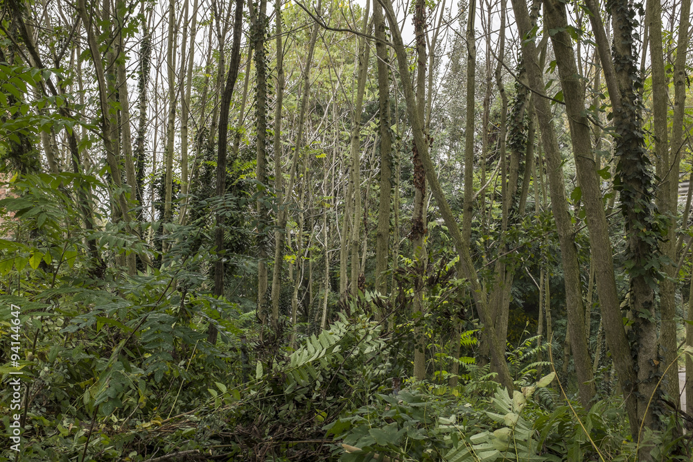 Obraz premium piante in una foresta