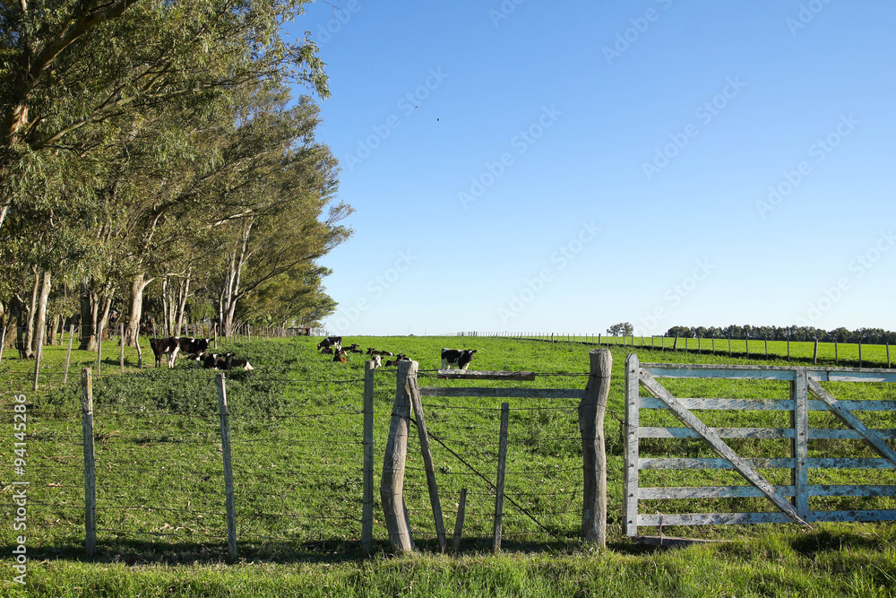 Cattle in a paddock,