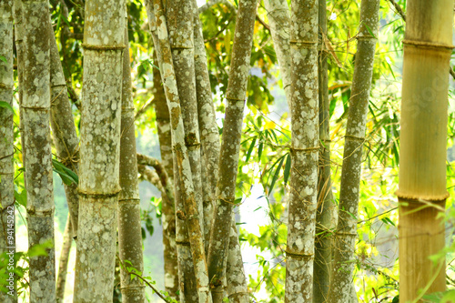 Fototapeta Naklejka Na Ścianę i Meble -  Bamboo background photo