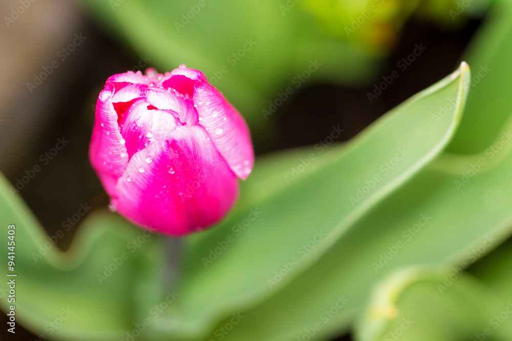 Top view of a beautiful pink Tulip flower Top view of a beautiful pink Tulip flower