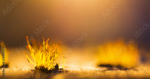 Small moss plants bading in beautiful sunset spring light photo