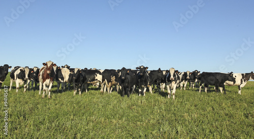 Wallpaper Mural Cows grazing in the pampas. Torontodigital.ca