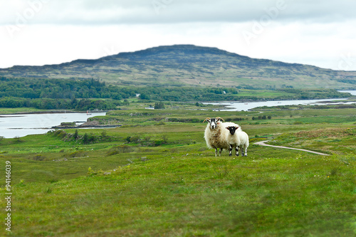 Sheep lamb meadow Mull Ulva photo