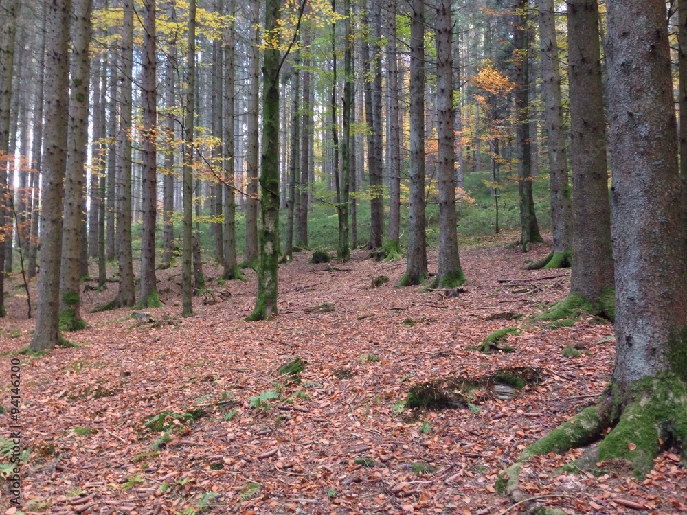 autumn in the forest autumn in the forest
