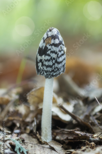 Coprinus picaceus photographed on the floor of a forest of chestnut trees.