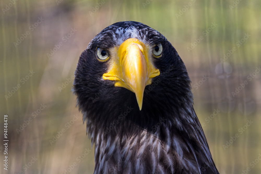 Obraz premium Portrait of the Steller's Sea Eagle, Haliaeetus pelagicus