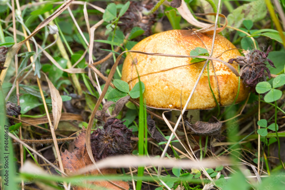 Beautiful mushroom in the grass Beautiful mushroom in the grass