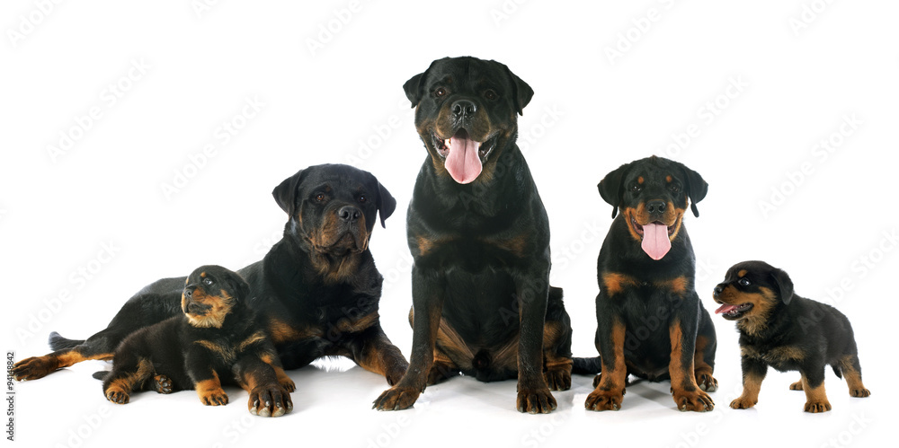 puppies and adults rottweiler