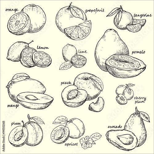 Vector collection fruit . Fruit  - vector linear drawing.