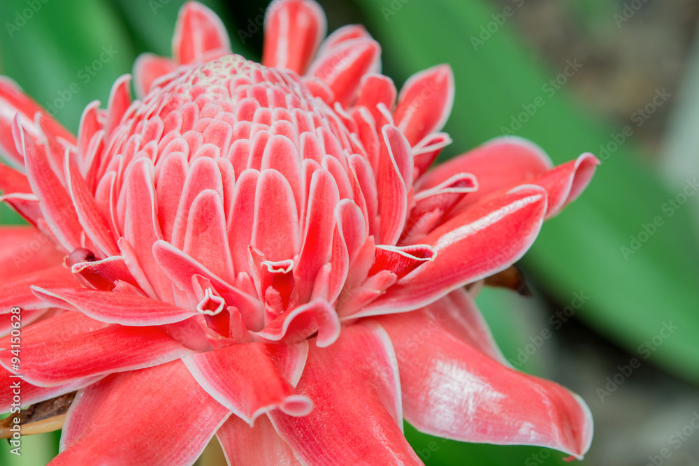Close up, red Torch Ginger Close up, red Torch Ginger