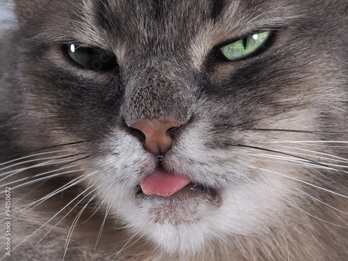 Показывает язык. Серый, пушистый кот показывает язык. Дразнится. Кот  хулиган Stock Photo | Adobe Stock