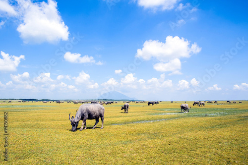 Buffalo eating grass in a field, Tay Ninh province, Vietnam. photo