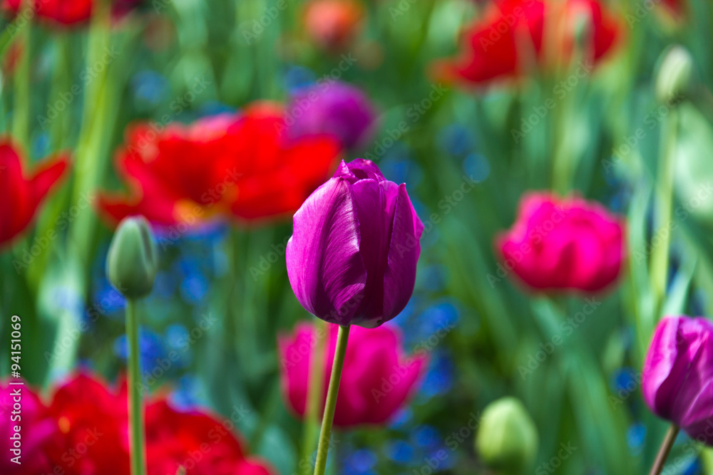 Variety of colorful flowers in bloom
