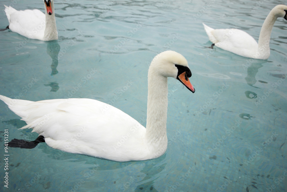 Obraz premium swans swimming