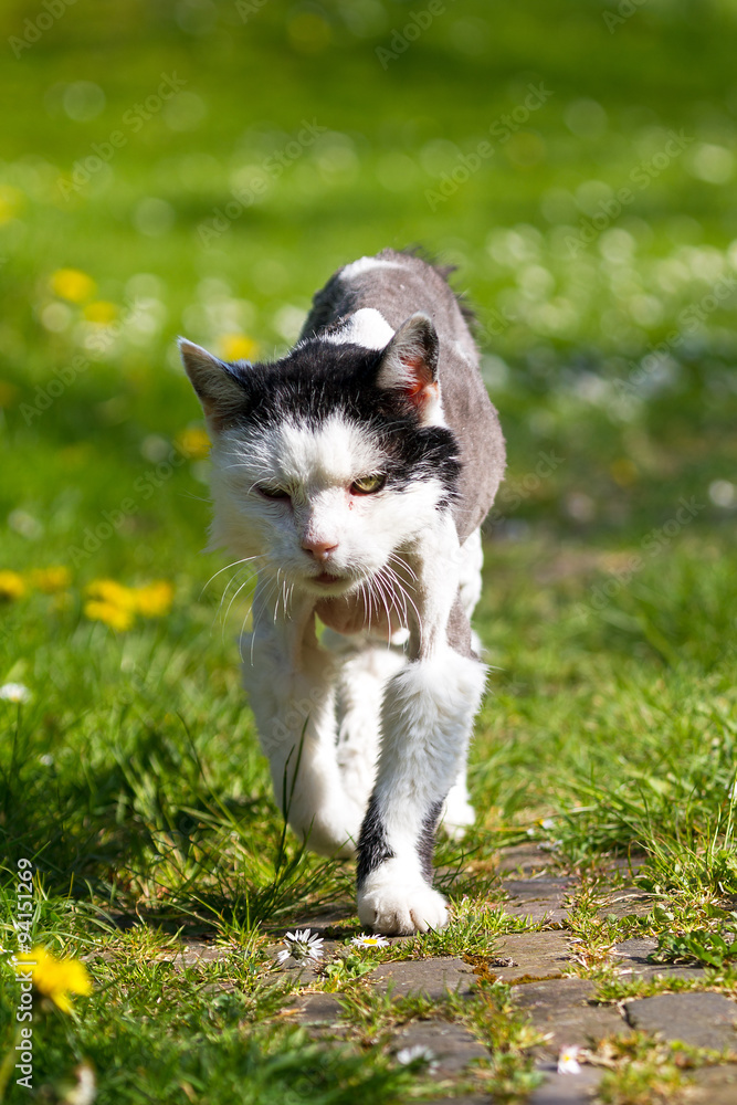 An old and shaved cat walking in the garden