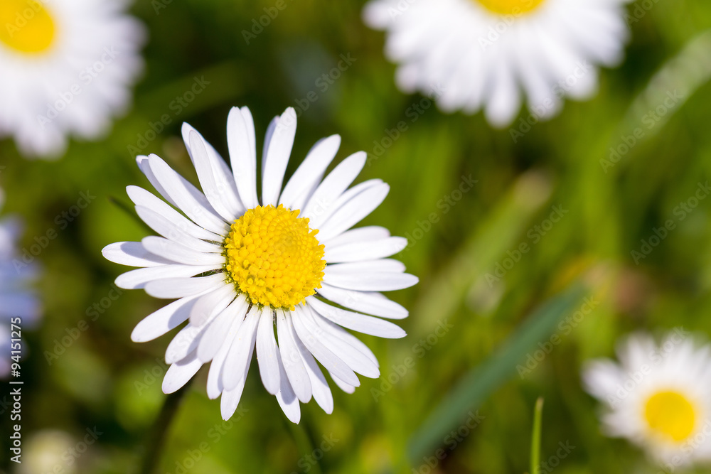 Fototapeta premium Bellis perennis is a common European species of daisy