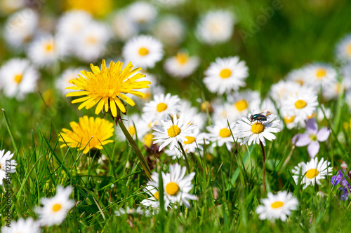 Beautiful spring field filled with dandelions and daisies