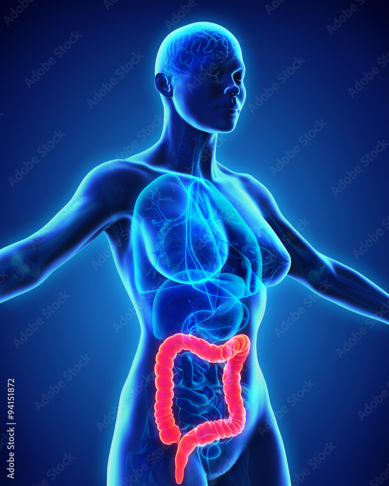 Human Colon Anatomy Human Colon Anatomy