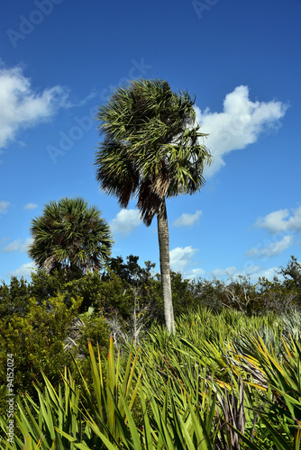 Healthy sabal palm trees, the state tree of Florida and South Carolina.