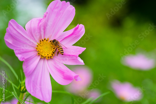 bee and daisy