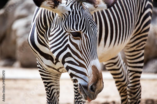 Close-up of Grevy's Zebra photo