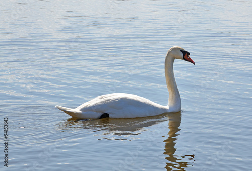 White swan swimming in water, drinking water on a sunny spring day in April, Stockholm, Sweden.