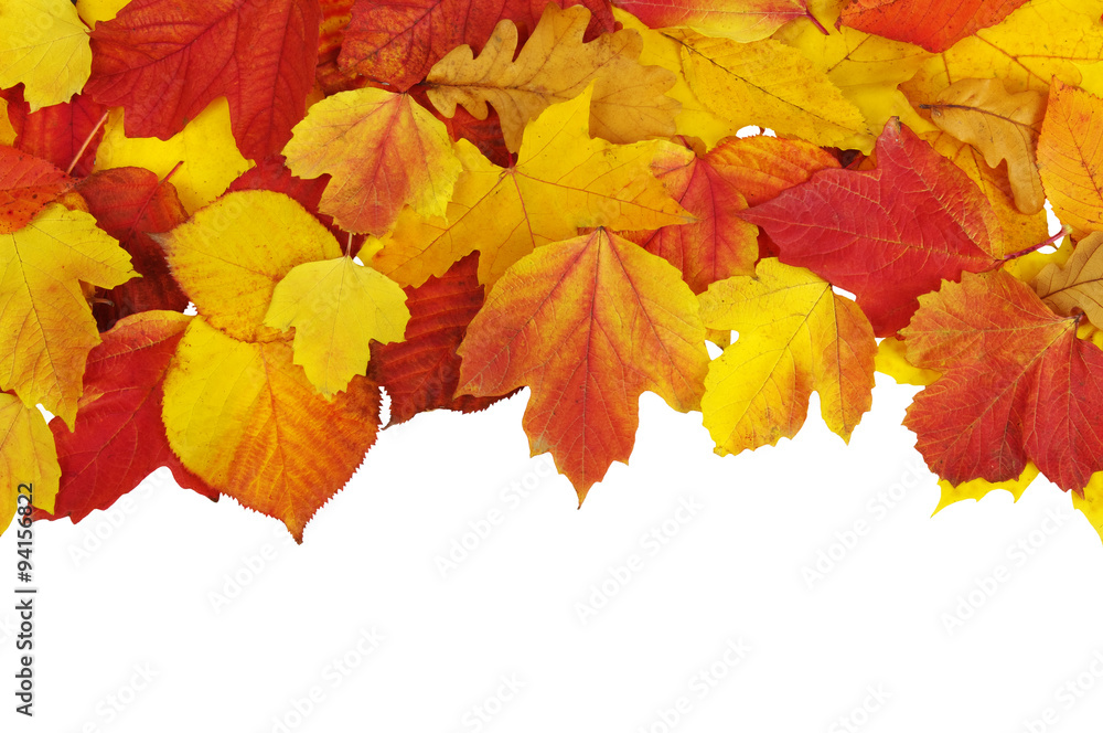autumn leaves autumn leaves