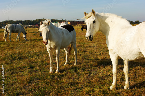 Horses in the field