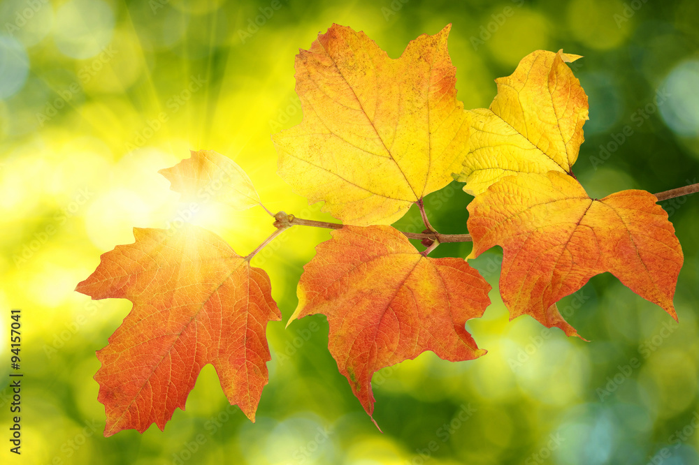 autumn leaves background