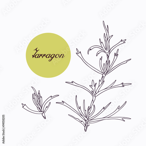 Hand drawn tarragon branch with leves isolated on white