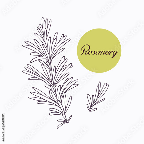 Hand drawn rosemary branch with leves isolated on white