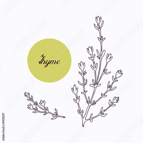 Hand drawn thyme branch with leves isolated on white