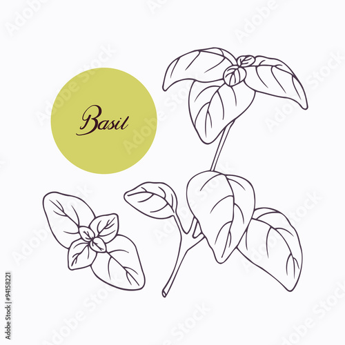 Hand drawn basil branch with leves isolated on white