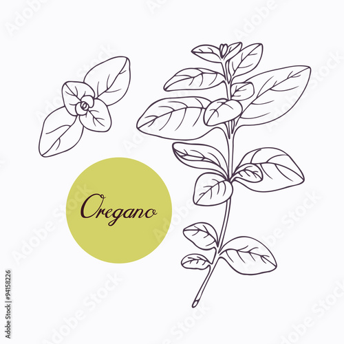 Hand drawn oregano branch with leves isolated on white