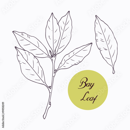 Hand drawn bay leaf and branch with leves isolated on white