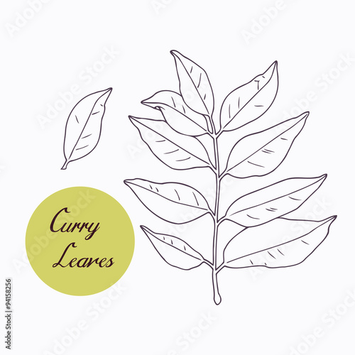 Hand drawn curry leaves branch isolated on white