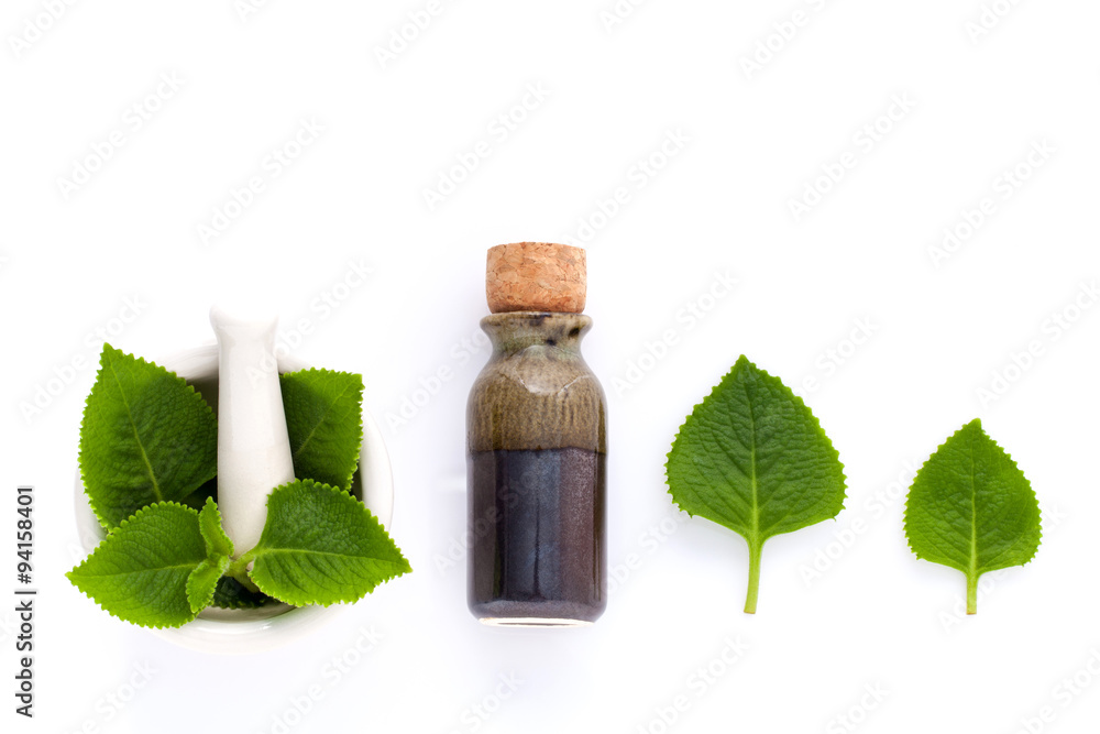Country Borage,Indian Borage,Coleus amboinicus Lour with white m Country Borage,Indian Borage,Coleus amboinicus Lour with white m