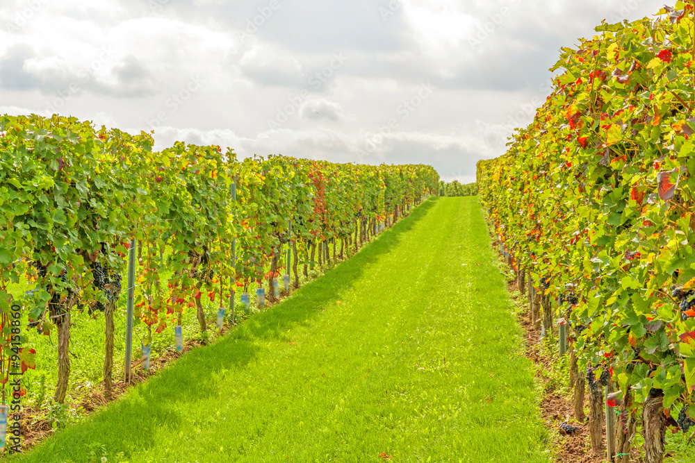Naklejka premium In the vineyard - rows of grapes