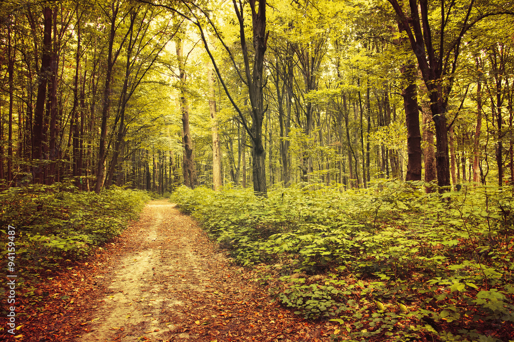 autumn trees