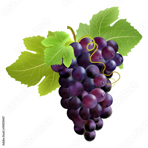 Bunch of grape. Created with gradient meshes.